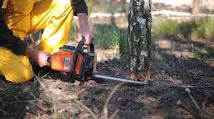 Best Lawn Disease Treatment  in Fayetteville, NC