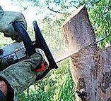 Best Tree Preservation Services  in Fayetteville, NC