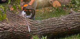 Best Tree Cabling and Bracing  in Fayetteville, NC