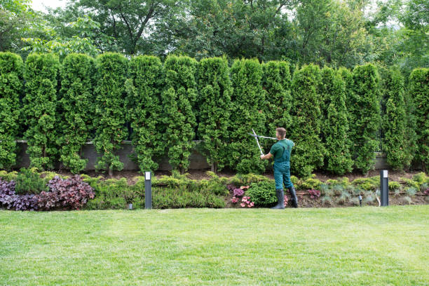 Best Lawn Maintenance Plans  in Fayetteville, NC
