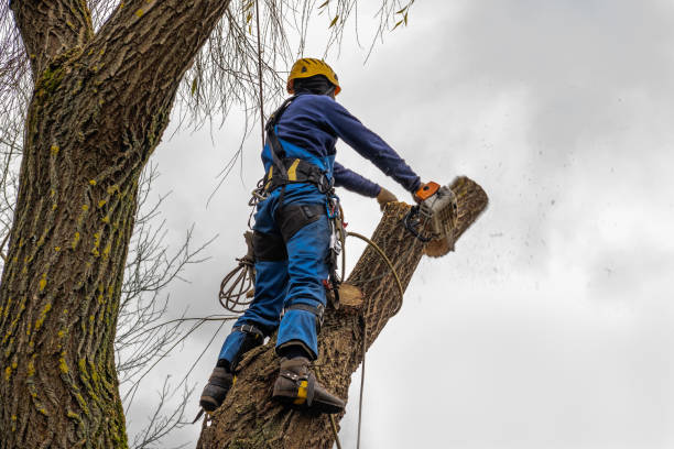 Best Arborist Consultation Services  in Fayetteville, NC