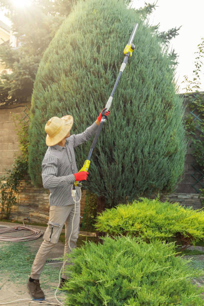 Best Tree Removal  in Fayetteville, NC